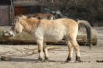 Przewalski-Pferd (Equus ferus przewalskii) ...  Gilbert Angermann 10.06.2010