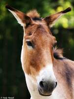Kopf eines �stlichen Kiangs. ...  Andy Hensel 10.06.2010