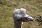 S�dafrikanischer Blaushalsstrauss (Struthio camelus ...  Gilbert Angermann 10.06.2010