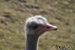 S�dafrikanischer Blaushalsstrauss (Struthio camelus ...  Gilbert Angermann 10.06.2010