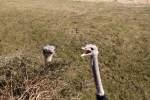S�dafrikanische Blaushalsstrausse (Struthio camelus ...  Gilbert Angermann 11.06.2010