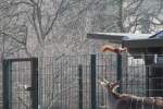 Hilfe Einbrecher! Eichh�rnchen (Sciurus ...  Gilbert Angermann 11.06.2010