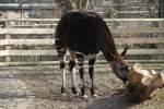Okapi (Okapia johnstoni)am 11.3.2010 ...  Gilbert Angermann 11.06.2010