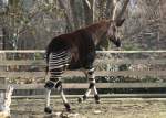 Okapi (Okapia johnstoni) auf ...  Gilbert Angermann 11.06.2010