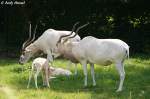 Mendes-Antilope    ...  Andy Hensel 11.06.2010