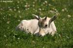Junge Mendes-Antilope   ...  Andy Hensel 11.06.2010