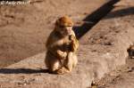 Berberaffen k�nnen ...  Andy Hensel 21.10.2009