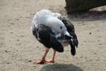 Spiegelg�nse (Chloephaga) (3 Fotos)
