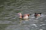 Eine Nilgans wird von einer Brautente verfolgt. Zoo Berlin am ...