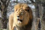 Berberl�we (Panthera leo leo) ...  Gilbert Angermann 12.06.2010