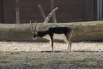 M�nnliche Hirschziegenantilope (Antilope cervicapra) ...  Gilbert Angermann 12.06.2010
