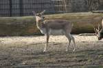 Weibliche Hirschziegenantilope (Antilope cervicapra) ...  Gilbert Angermann 12.06.2010
