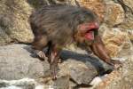 B�renmakak (Macaca ...  Gilbert Angermann 12.06.2010