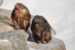 B�renmakaken (Macaca arctoides) am ...  Gilbert Angermann 12.06.2010