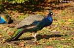Blauer Pfau. ...  Andy Hensel 21.10.2009