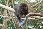 Rote Springaffen (Callicebus cupreus) ...  Gilbert Angermann 12.06.2010