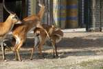 Kafue-Litschi-Wasserb�cke (Kobus leche kafuensis) ...  Gilbert Angermann 13.06.2010