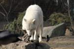 Poarwolf (Canis lupus arctos) ...  Gilbert Angermann 13.06.2010