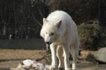 Poarwolf (Canis lupus arctos) ...  Gilbert Angermann 13.06.2010