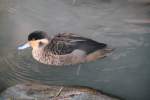 Hottentottenente (Anas hottentota) am 11.3.2010 im Zoo Berlin.  ...