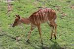 Nyala    ...  Andy Hensel 14.06.2010