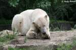  Knut     ...  Andy Hensel 14.06.2010
