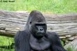  Ivo ist mein Name. Ich bin ein westlicher Flachlandgorilla  ...