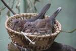 Palmtaube oder auch Senegaltaube (Streptopelia senegalensis) am 11.3.2010 im Zoo ...
