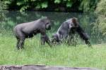 Flachlandgorillas    ...