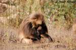 Blutbrustpavian-M�nnchen (Dschelada). ...  Andy Hensel 22.10.2009