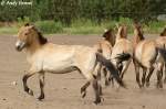 Przewalski-Pferde.    ...  Andy Hensel 15.06.2010
