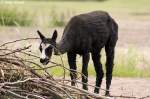 Das Alpaka (Lama pacos), ...  Andy Hensel 15.06.2010