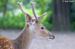 Vietnam-Sikahirsch    ...