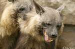 Schabrackenhy�nen sind opportunistische Allesfresser. Ein Gro�teil ihrer Nahrung besteht aus ...