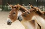 �stliche Kiangs.   ...