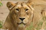 Indische L�win   ...