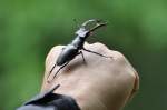 Diesen herrlichen Hirschk�fer(Lucanus cervus)sah ...  ferdinand baumgartner 18.06.2010