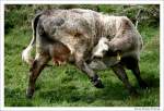 Sportlich, sportlich - Irische Kuh bei Cleggan, Connemara Irland.  ...
