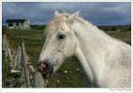 Irish Tinker - Irish Cob - Gypsy Cob - Gypsy ...