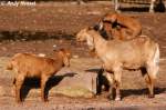Indische H�ngeohrziegen. ...  Andy Hensel 22.10.2009