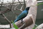 Gr�nschwanz-Glanzstar (Lamprotornis chalybaeus) am ...  Gilbert Angermann 20.06.2010