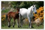 Connemara - Stute mit ihrem Fohlen - Connemara Ponies bei ...