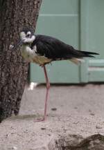 Stelzenl�ufer (Himantopus) (4 Fotos)