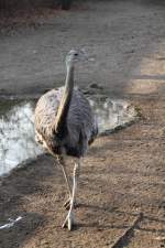 Nandu (Rhea americana) am ...  Gilbert Angermann 21.06.2010
