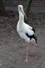 Maguaristorch (Ciconia maguari) am 11.3.2010 im Zoo Berlin. Dieser Storch ...