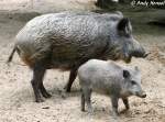 Wildschweine im Zoo Eberswalde. ...  Andy Hensel 21.06.2010