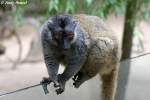 Wei�kopfmaki. Zoo Eberswalde  ...  Andy Hensel 21.06.2010