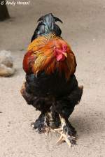 Brahma (Huhn). Zoo Eberswalde ...  Andy Hensel 21.06.2010