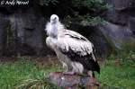 Der Schneegeier ...  Andy Hensel 22.10.2009