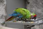 Gro�er Soldatenara (Ara ambiguus) ...  Gilbert Angermann 21.06.2010